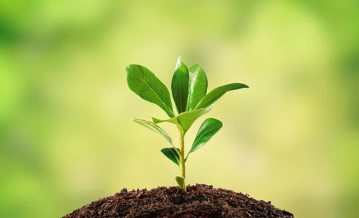 قيم ثقافة السلام في الديانات السماوية